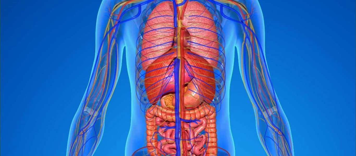 30+4 ενδιαφέροντα πράγματα για το σώμα μας που ίσως δε γνωρίζετε!